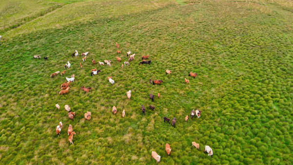 Drones & Animal Population