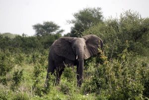 African Elephant Poaching