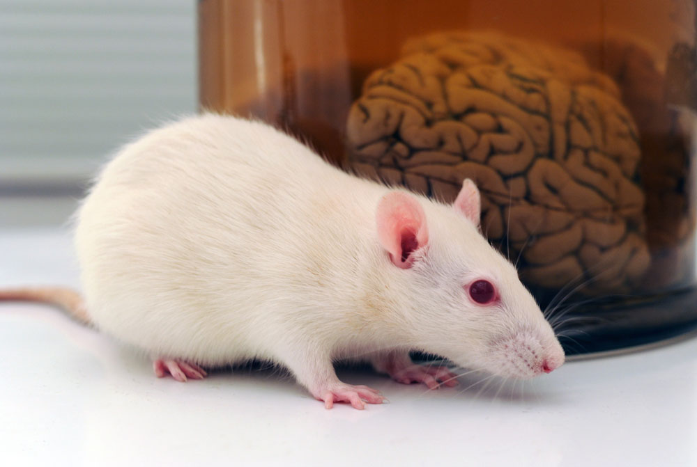 Cerebro de ratón y neuronas