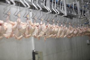Automation in poultry processing