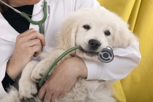 Veterinary Catheters